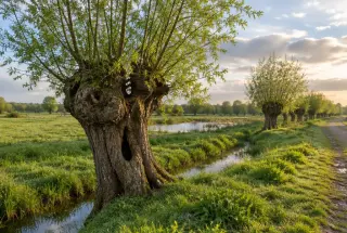 Vieux saule têtard au bord d’un fossé dans une prairie humide du Valenciennois, avec d’autres saules alignés à l’arrière-plan.